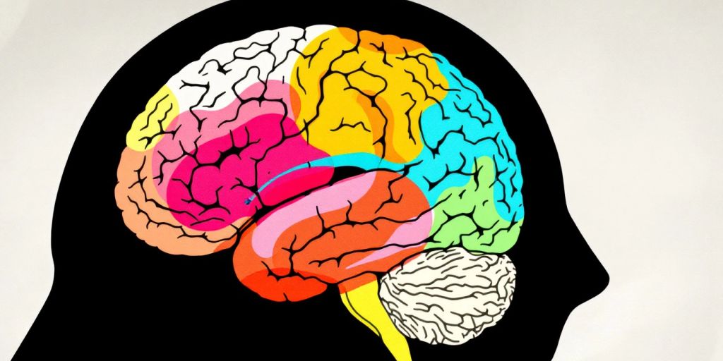 Illustration of the brain highlighting emotional regulation areas.